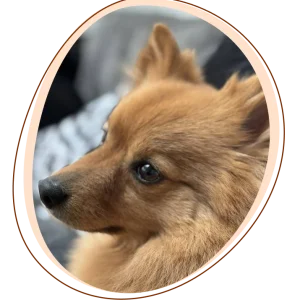 House Sitting (Day Care)